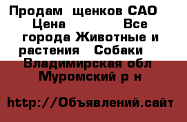 Продам ,щенков САО. › Цена ­ 30 000 - Все города Животные и растения » Собаки   . Владимирская обл.,Муромский р-н